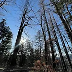 Drewniany Dom W Brzozowisku Chalet Pieszyce