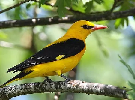 Σαλέ Drewniany Dom W Brzozowisku