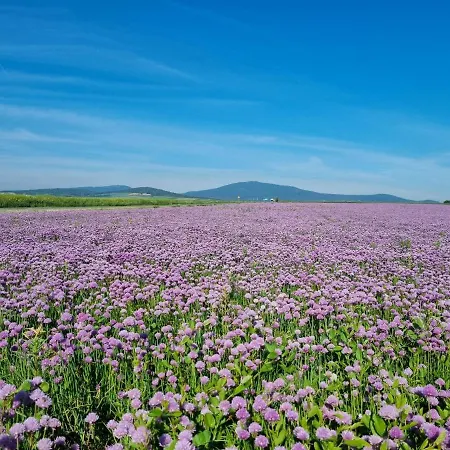 Alpehytte Drewniany Dom W Brzozowisku *