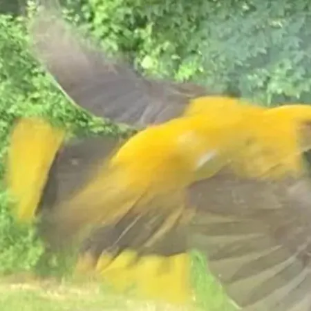 Drewniany Dom W Brzozowisku