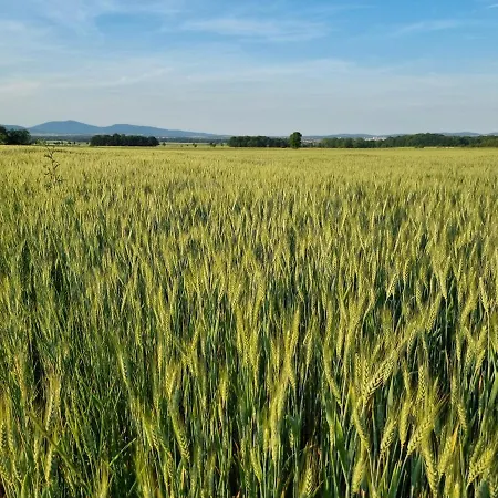 Drewniany Dom W Brzozowisku Horská chata Pieszyce