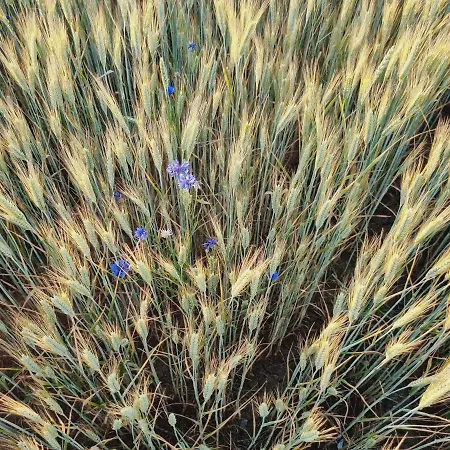 Alpehytte Drewniany Dom W Brzozowisku Pieszyce