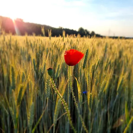 Drewniany Dom W Brzozowisku Σαλέ Pieszyce