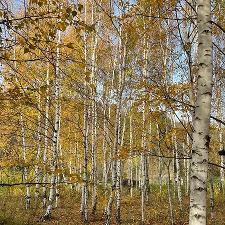 Drewniany Dom W Brzozowisku * Pieszyce