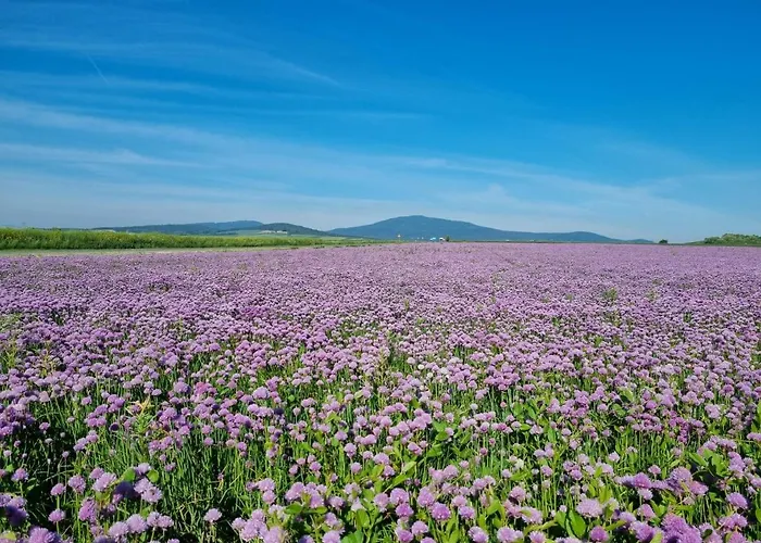 Chalet Drewniany Dom W Brzozowisku *