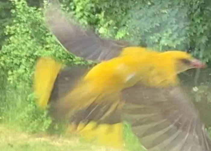 Drewniany Dom W Brzozowisku