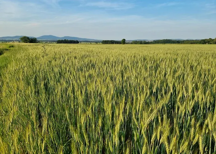 Drewniany Dom W Brzozowisku 샬레 피에르지체