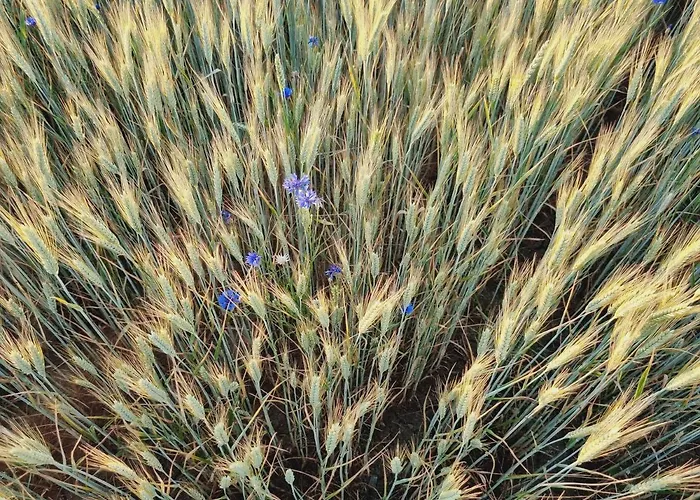 샬레 Drewniany Dom W Brzozowisku 피에르지체