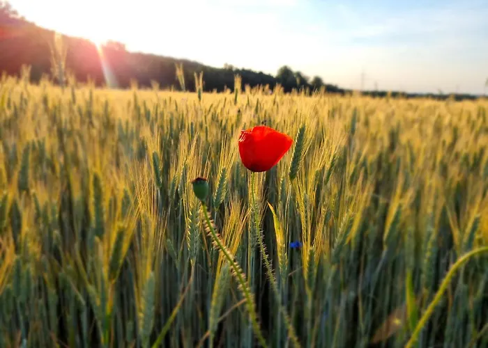 Drewniany Dom W Brzozowisku Chalet Pieszyce