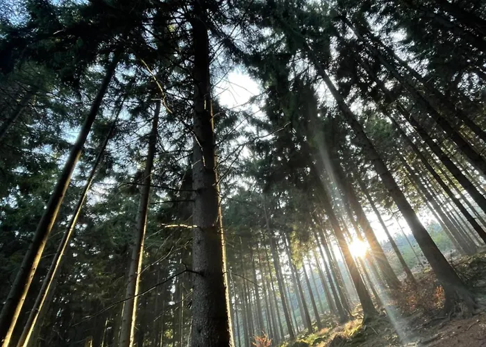 Drewniany Dom W Brzozowisku *