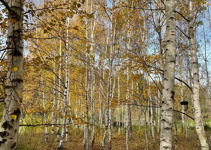 Drewniany Dom W Brzozowisku * Pieszyce