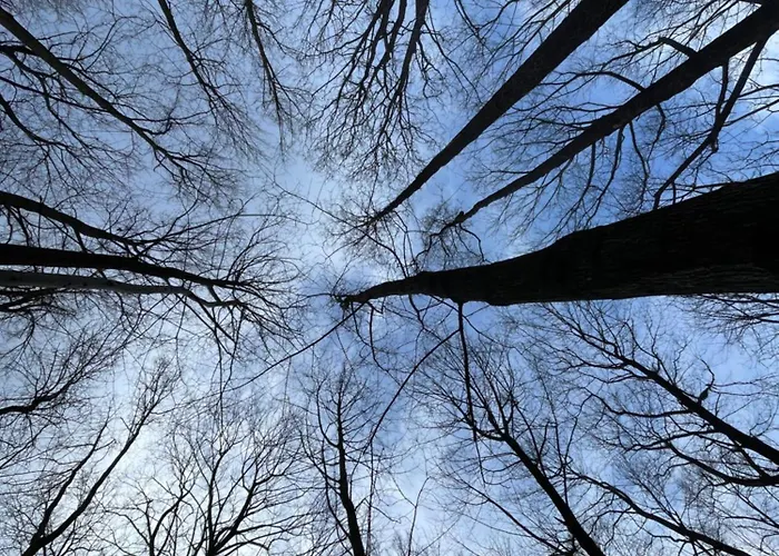 Drewniany Dom W Brzozowisku 샬레 *